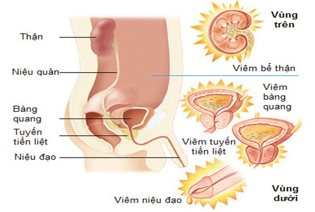 Sinh dục - Tiết niệu