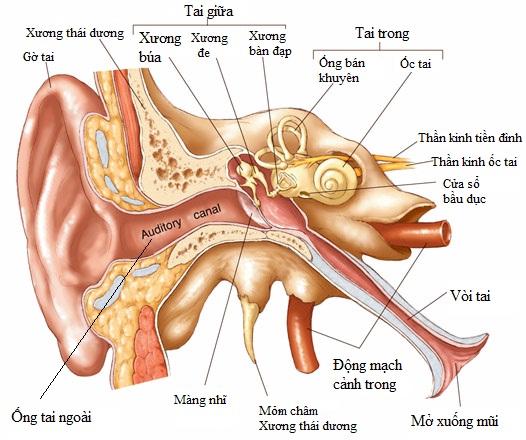 Tai Mũi Họng